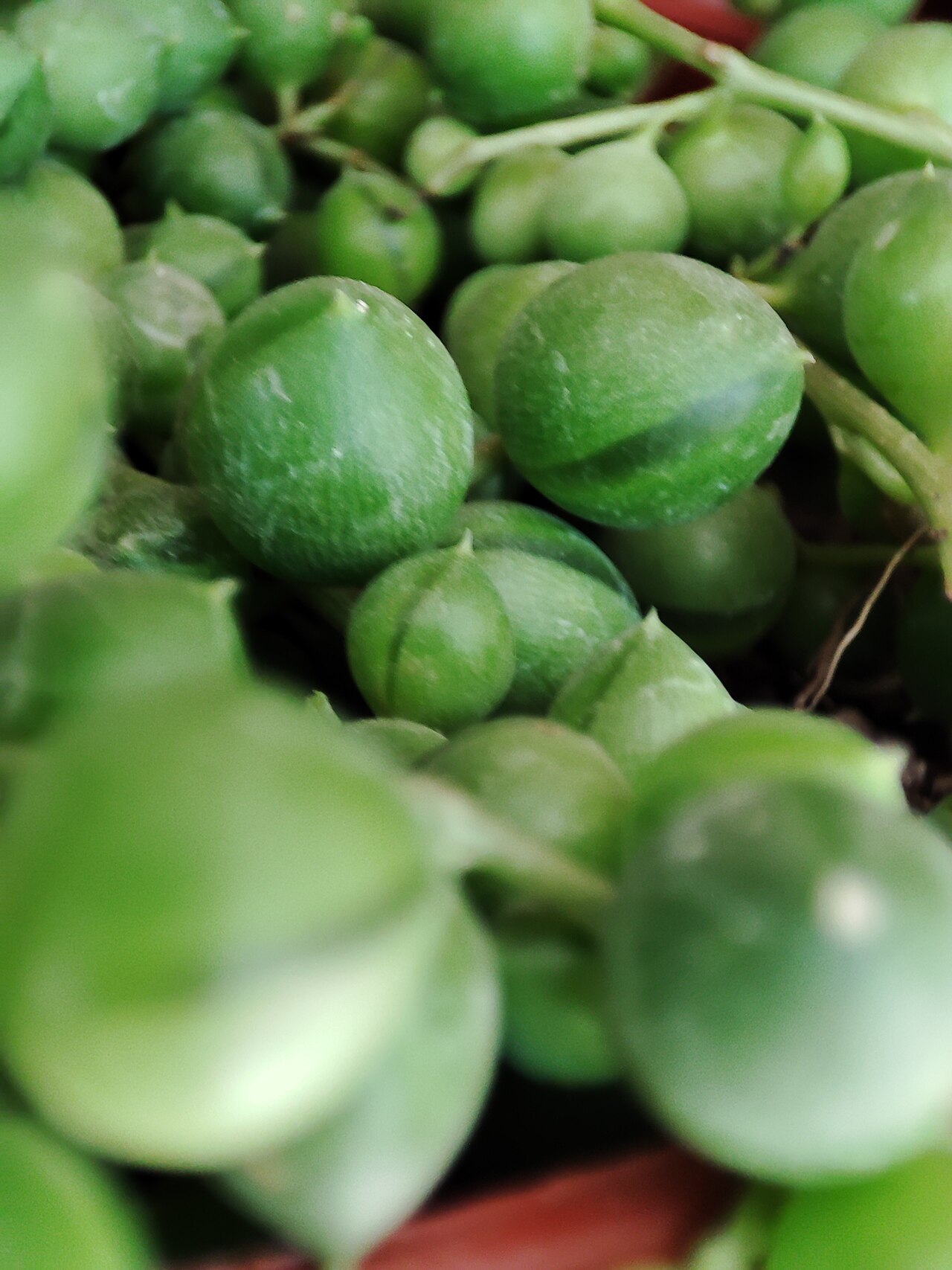 Senecio rowleyanus