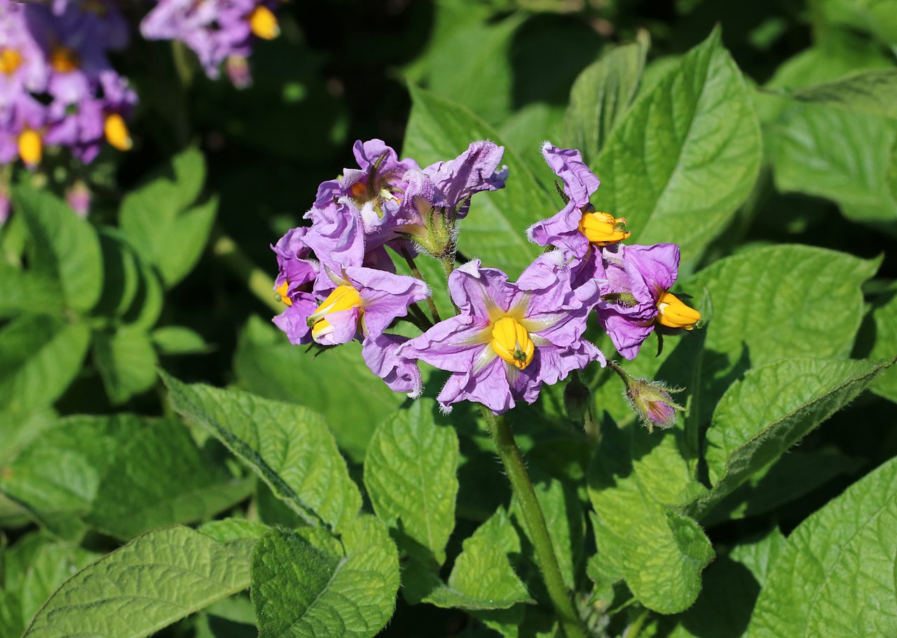 Solanum tuberosum