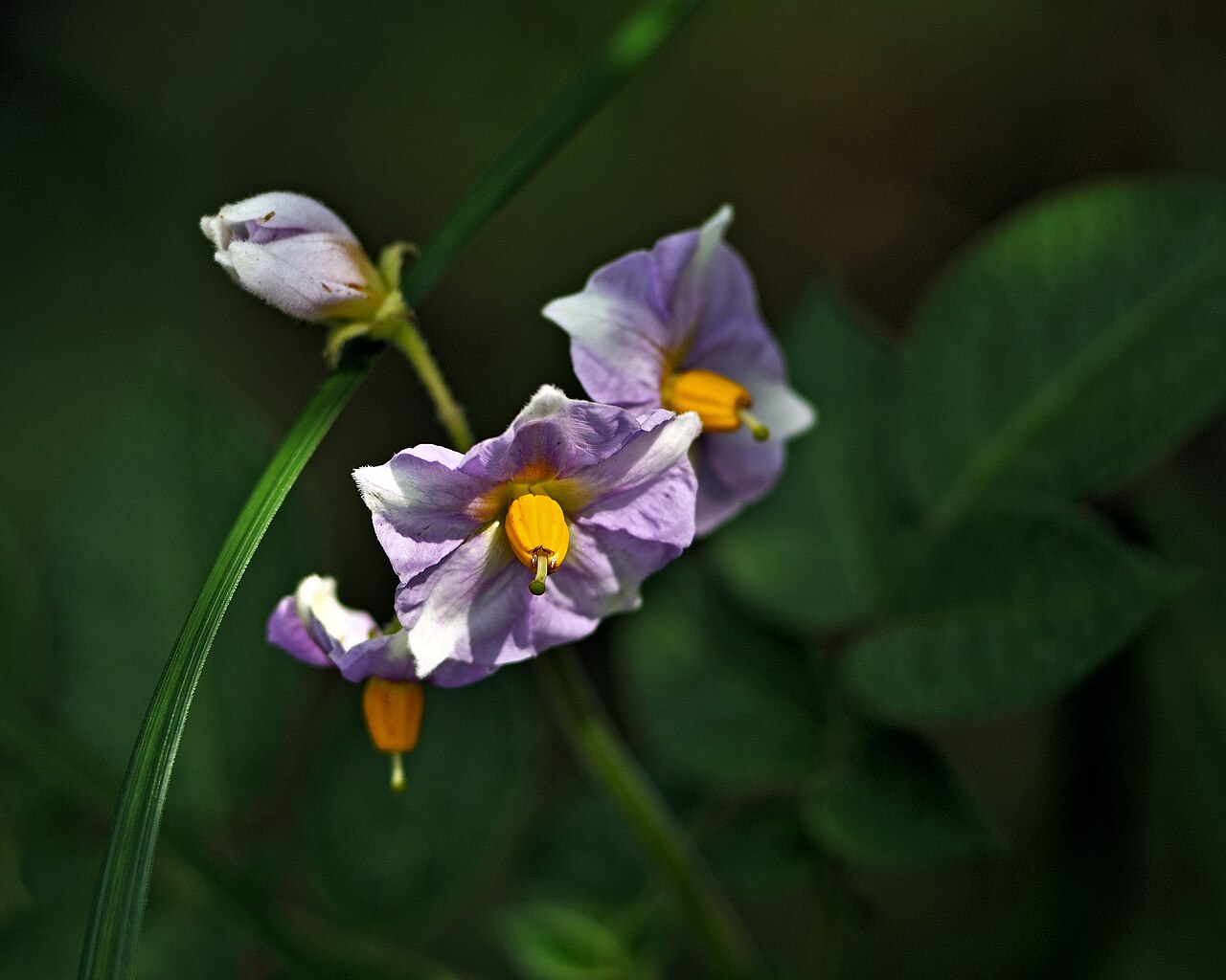 Solanum tuberosum