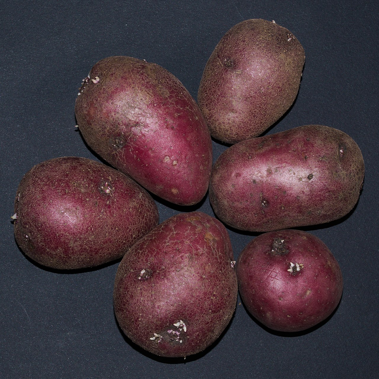 Solanum tuberosum