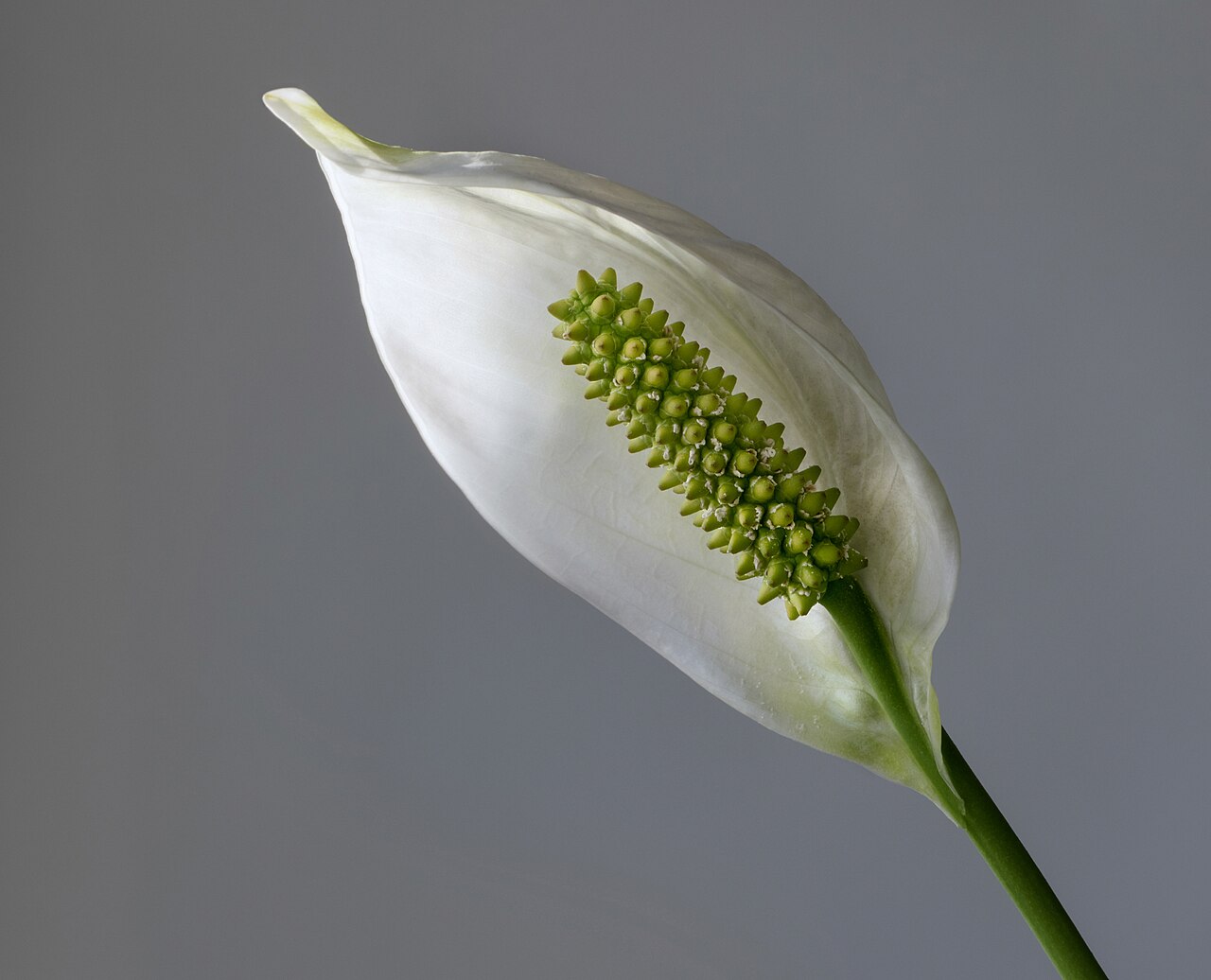Spathiphyllum wallisii