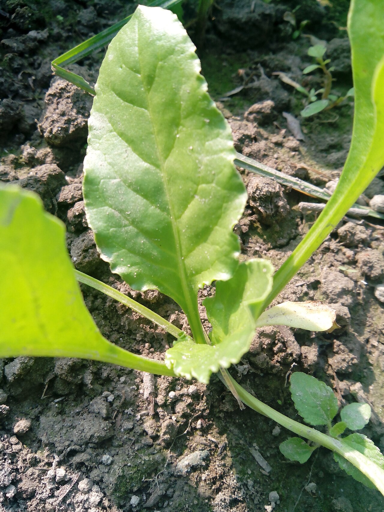 Spinacia oleracea