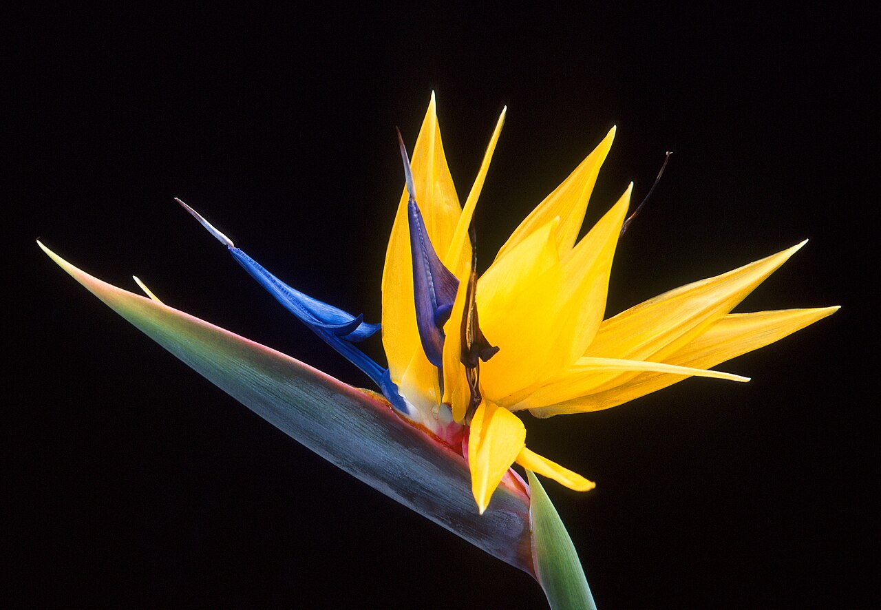 Strelitzia reginae