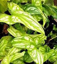 Syngonium podophyllum