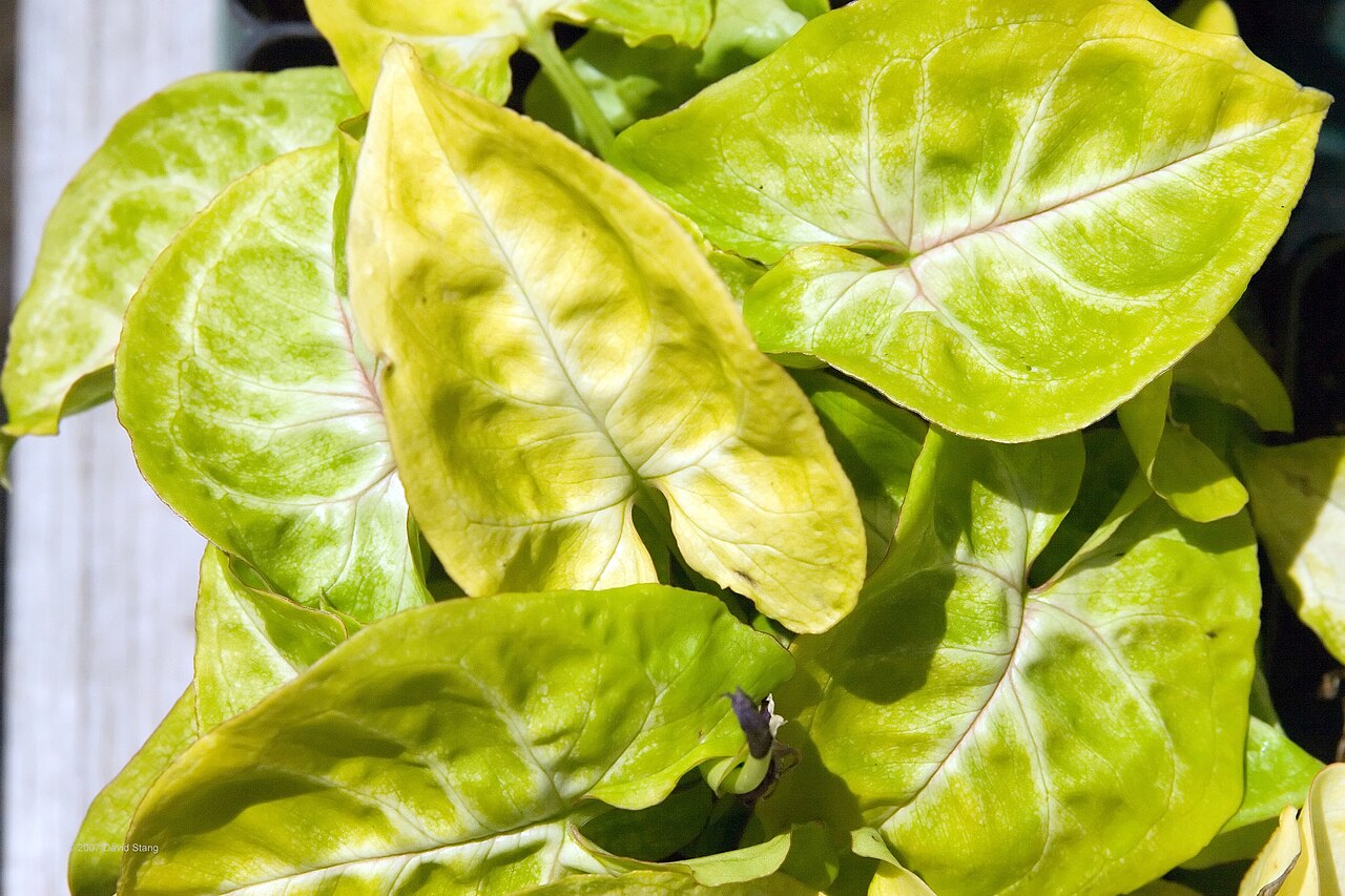 Syngonium podophyllum