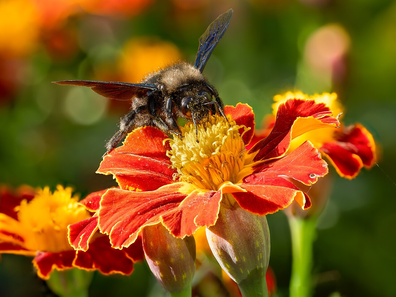 Tagetes erecta