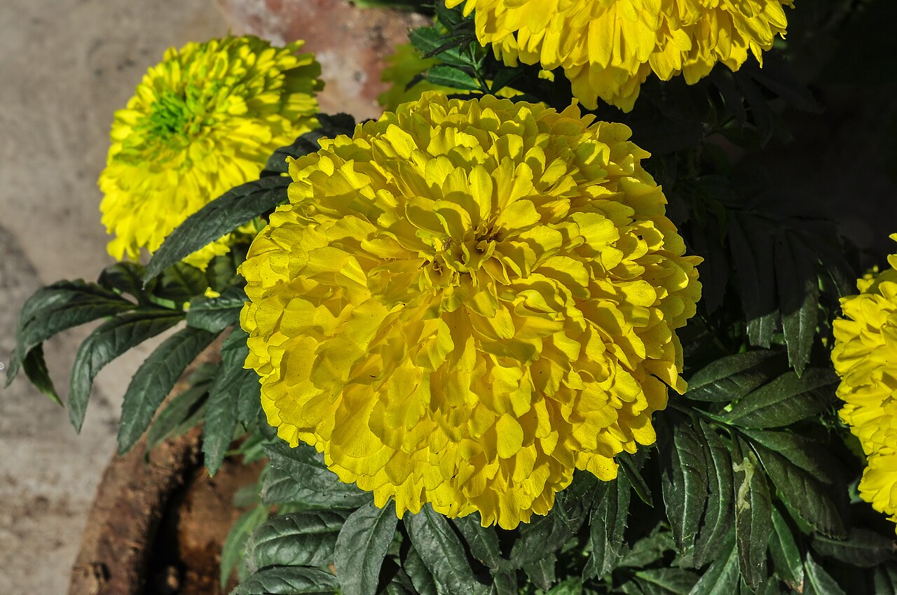 Tagetes erecta