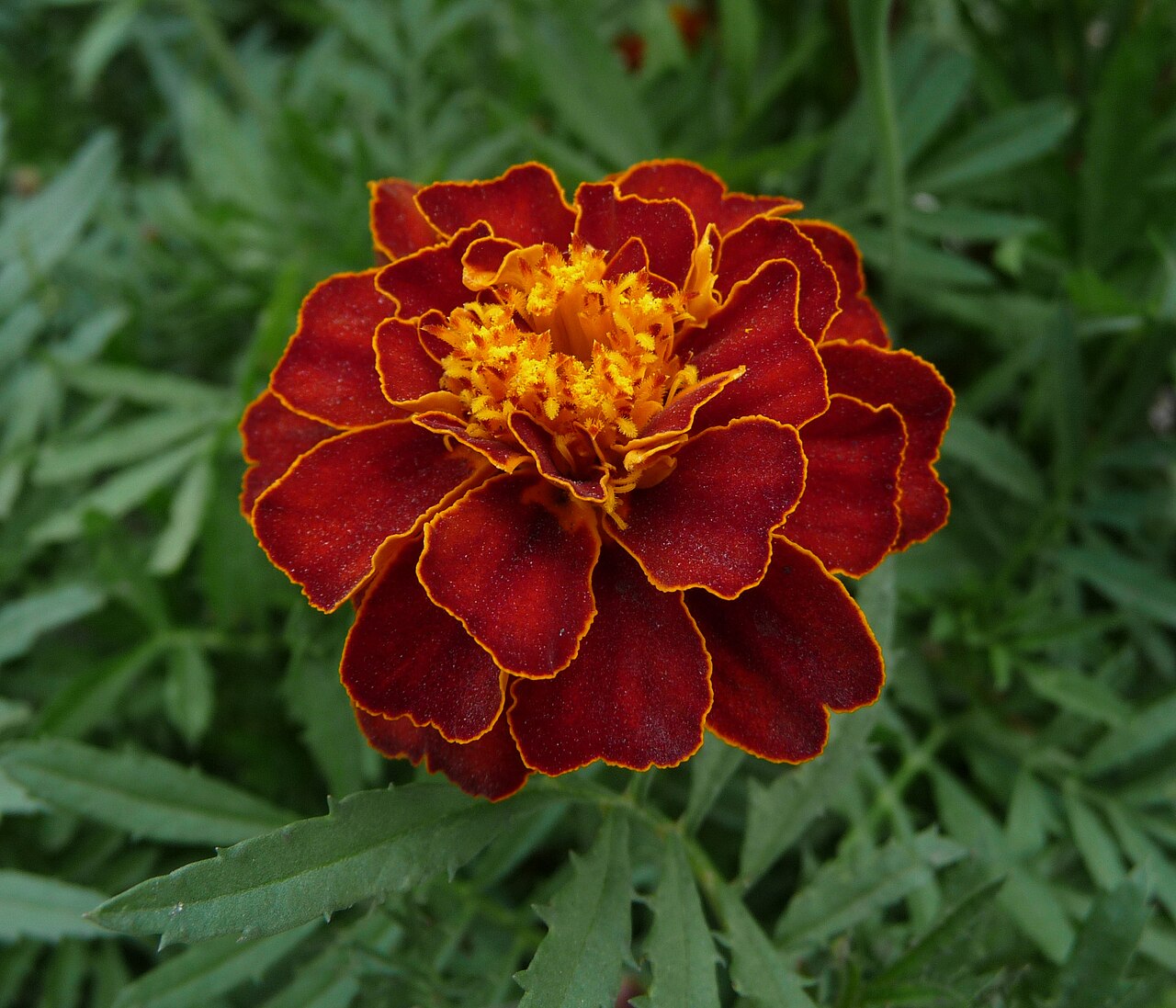Tagetes patula