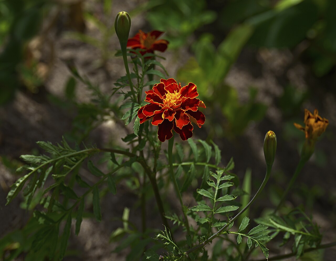 Tagetes patula