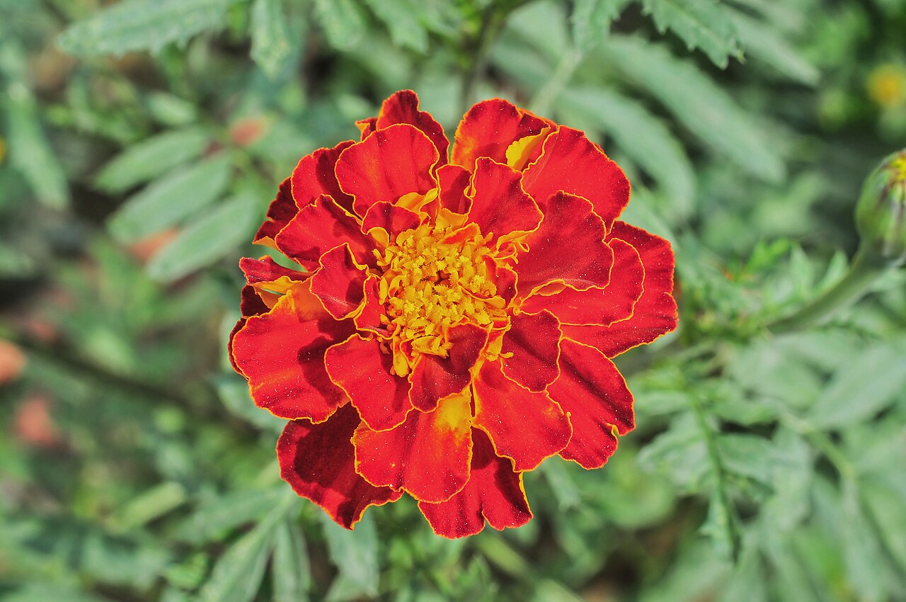 Tagetes patula