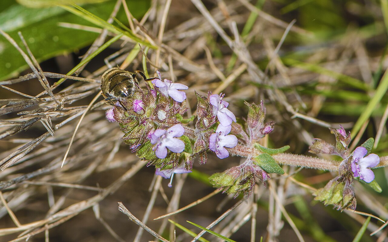 Thymus vulgaris