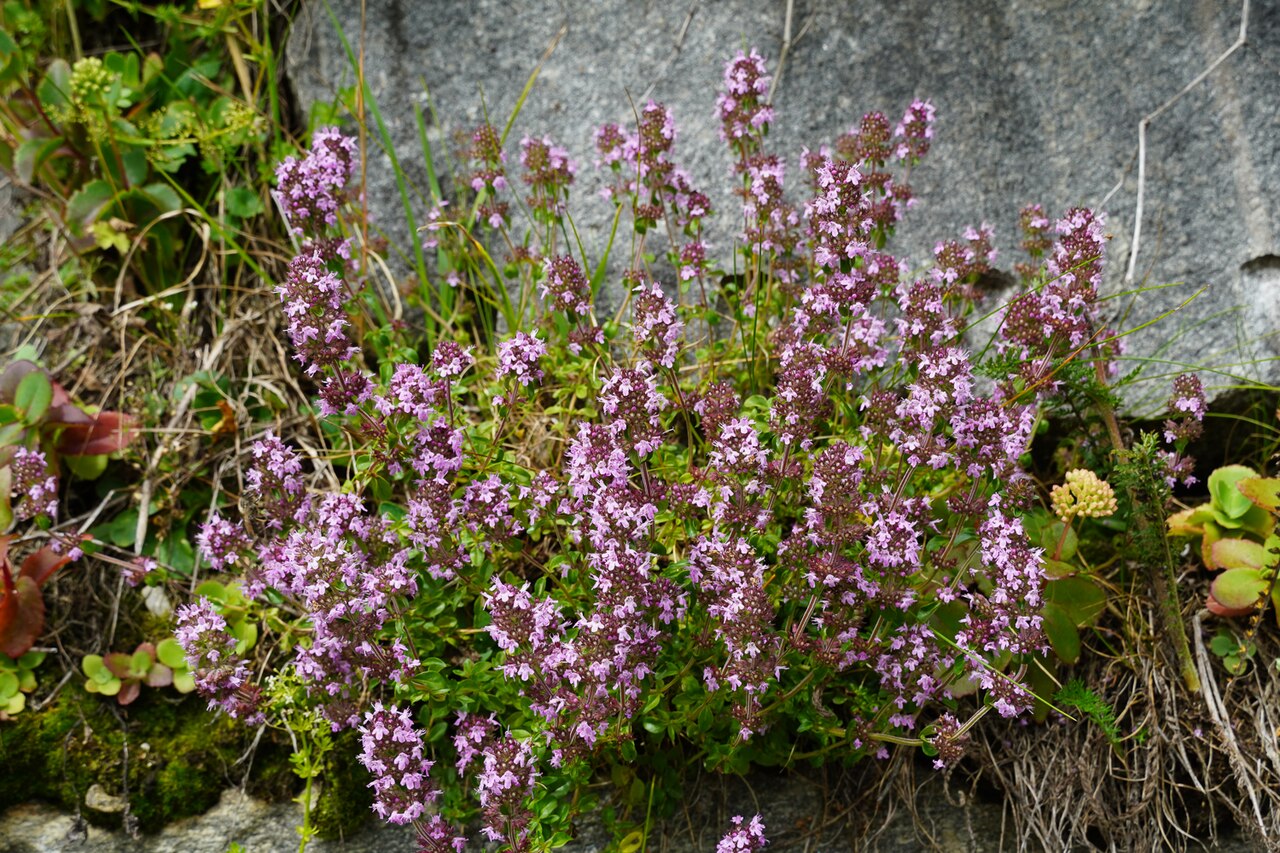 Thymus vulgaris