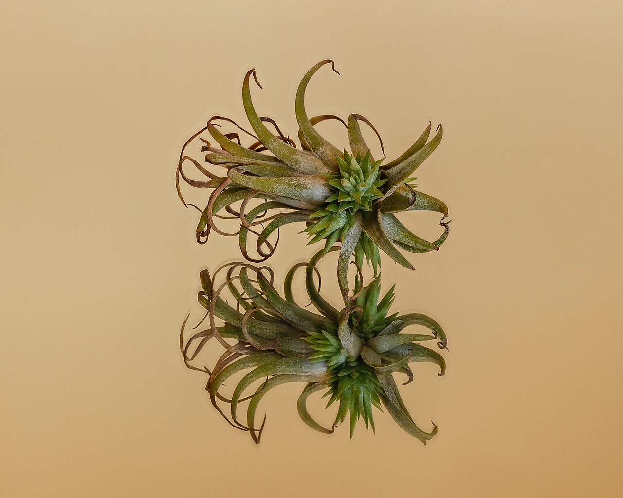 Tillandsia ionantha