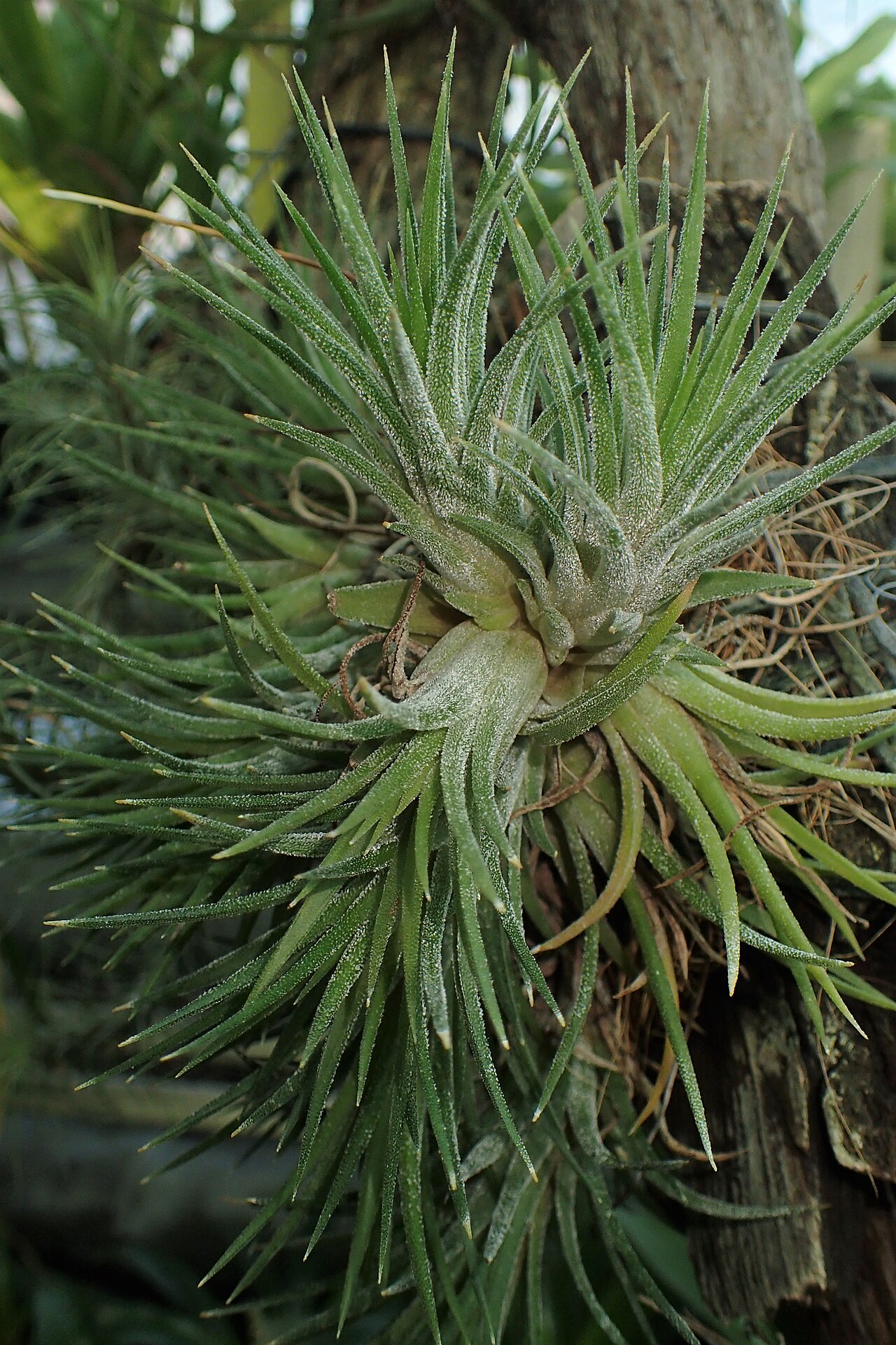 Tillandsia ionantha