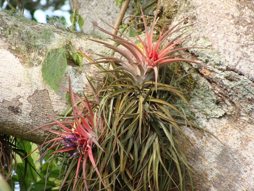 Tillandsia velutina