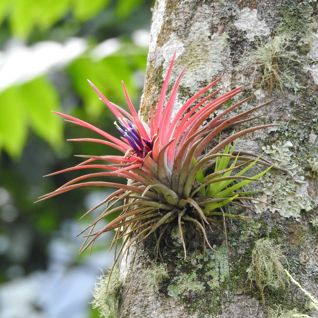 Tillandsia velutina