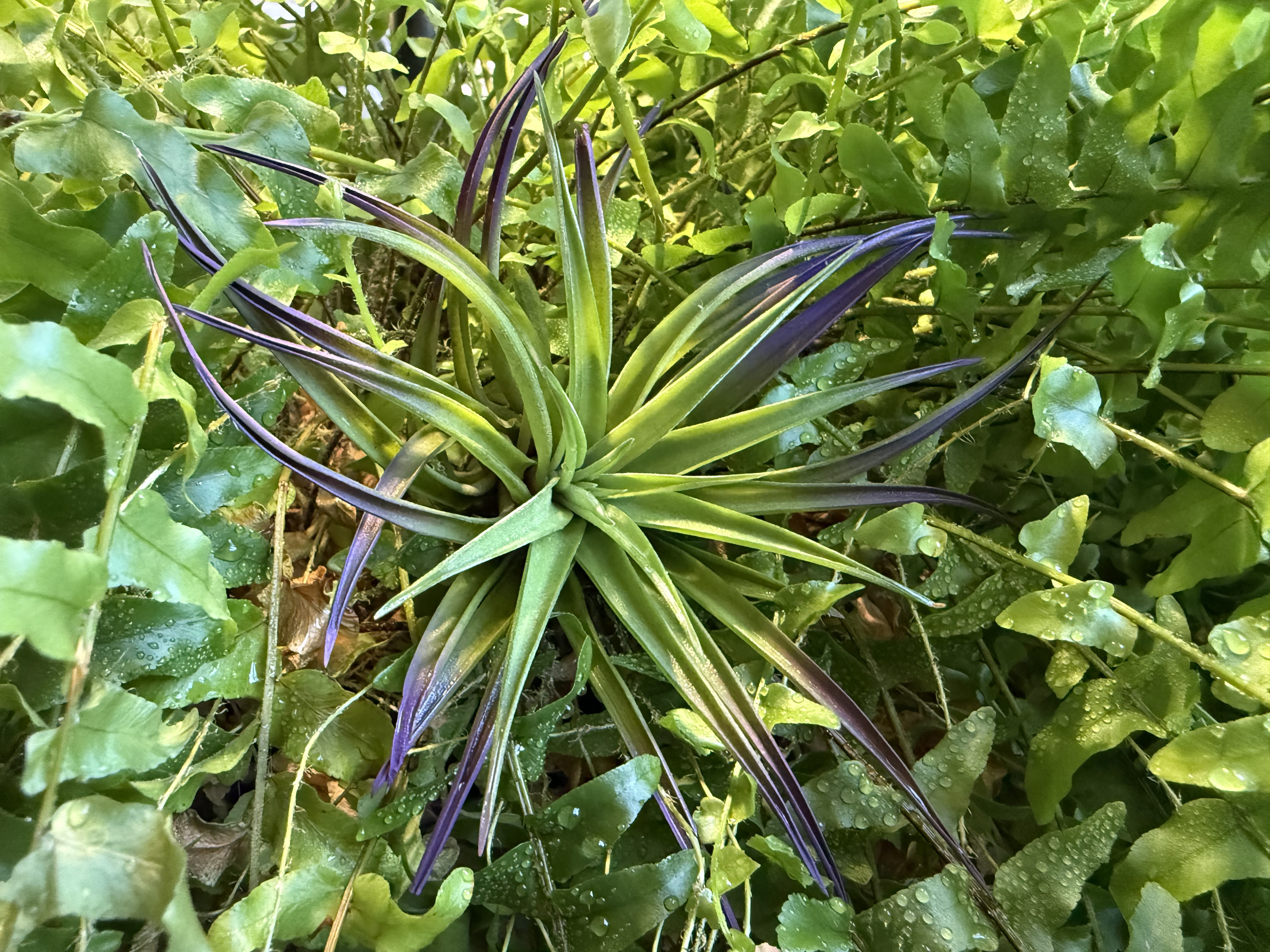 Tillandsia velutina — owner photo