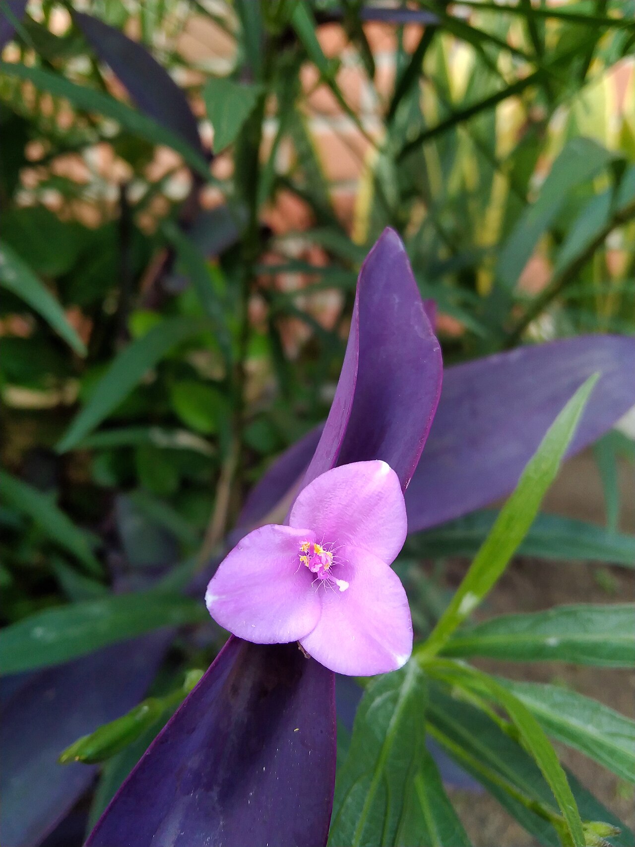Tradescantia pallida