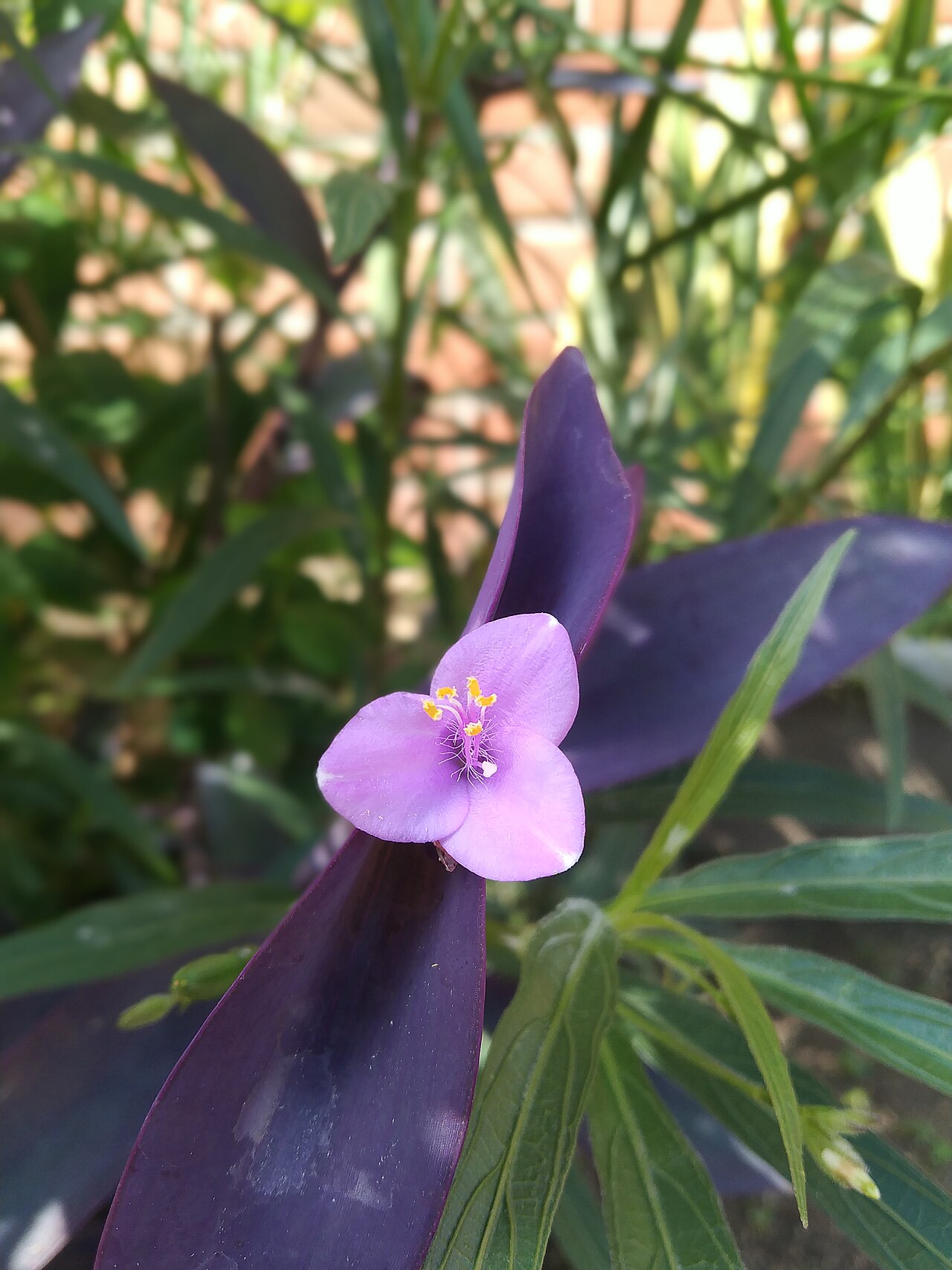 Tradescantia pallida