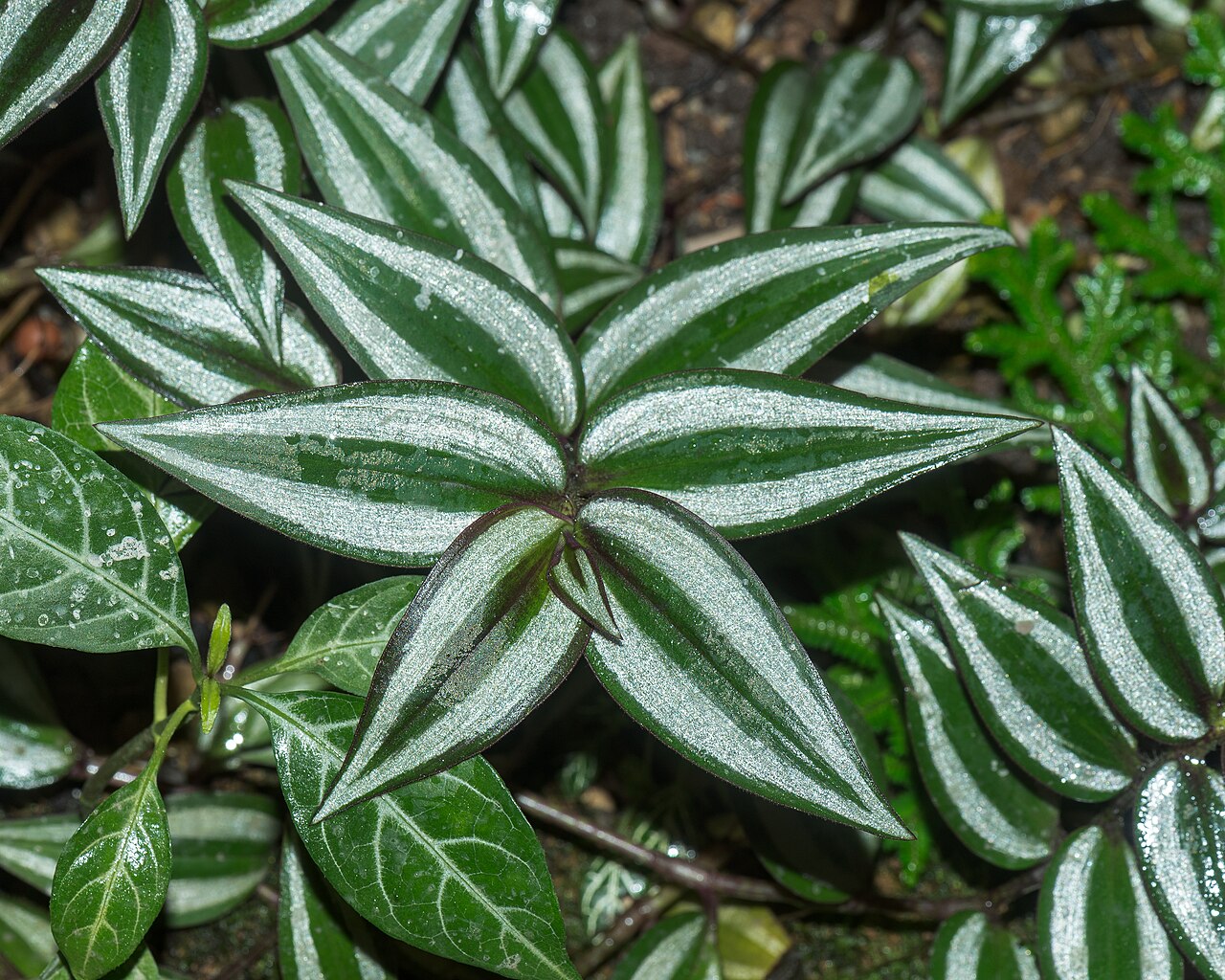 Tradescantia zebrina