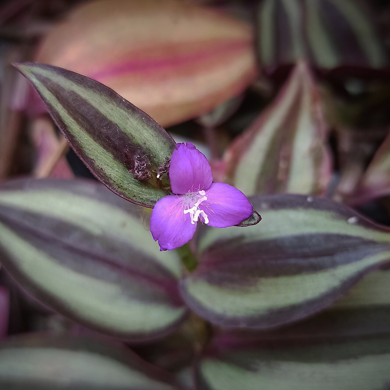 Tradescantia zebrina