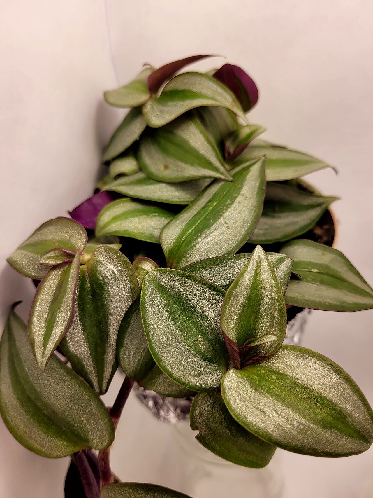 Tradescantia zebrina