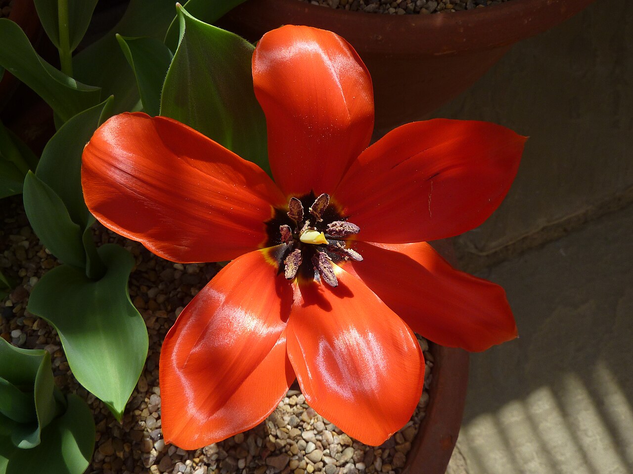 Tulipa fosteriana