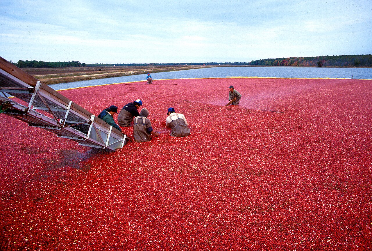 Vaccinium macrocarpon