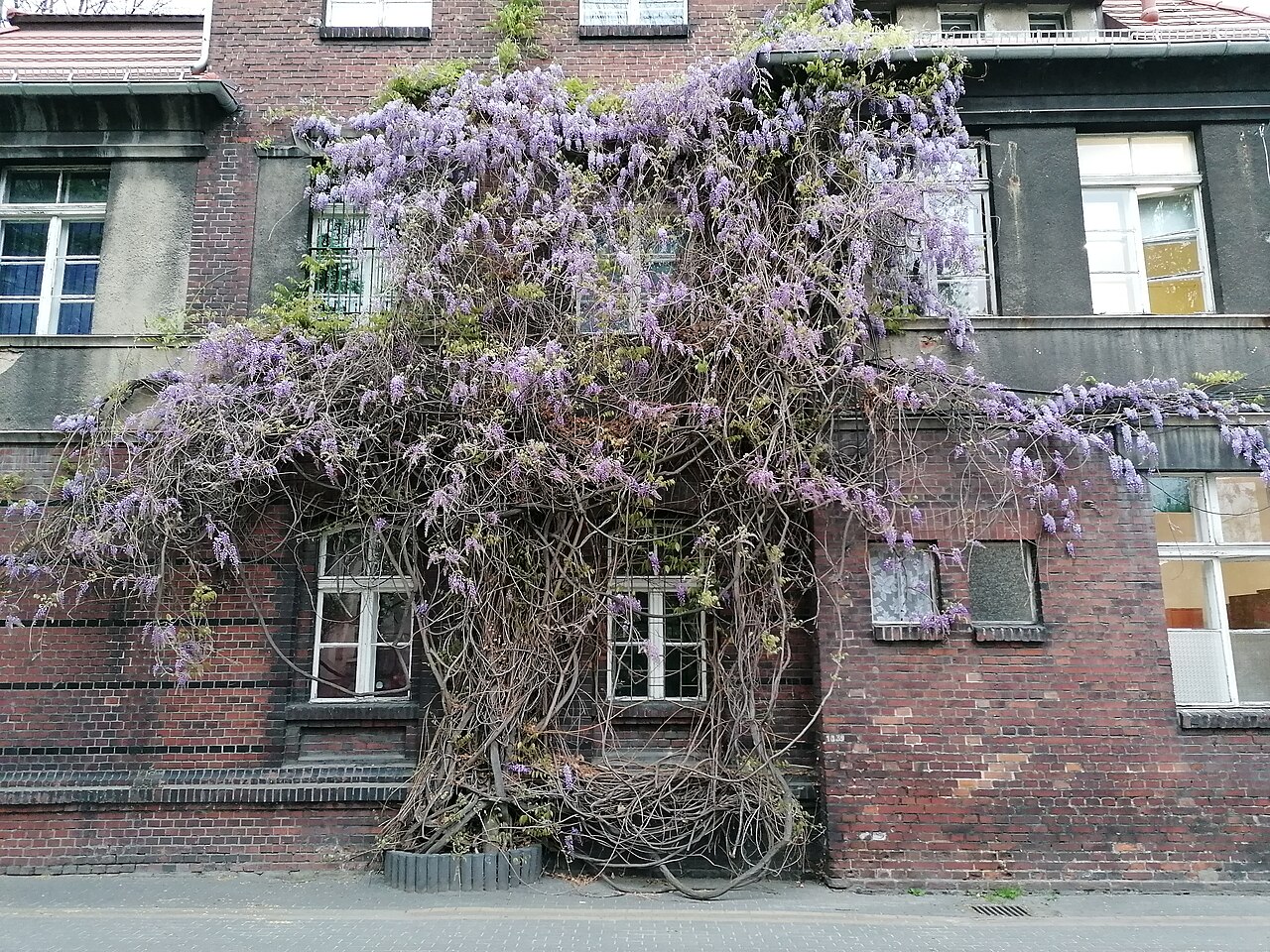 Wisteria floribunda