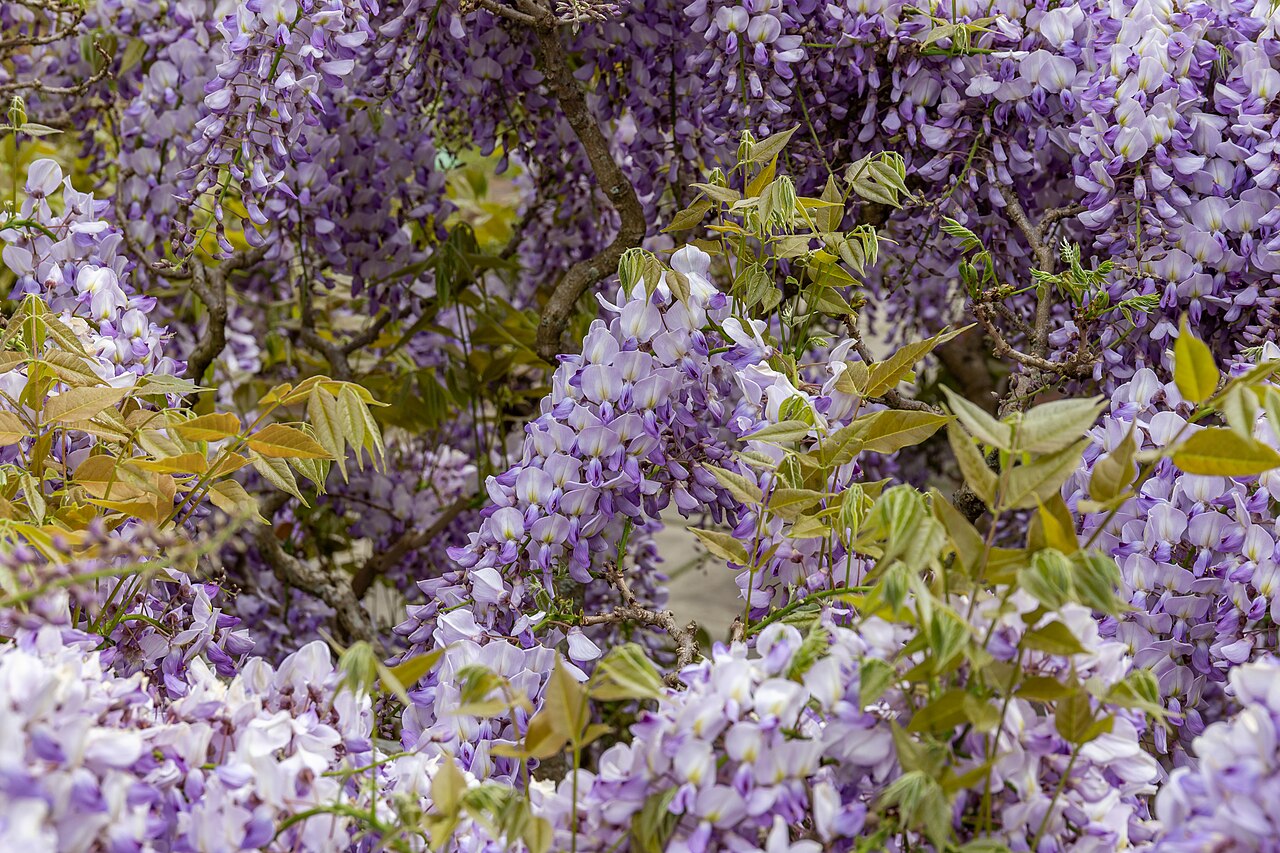 Wisteria sinensis