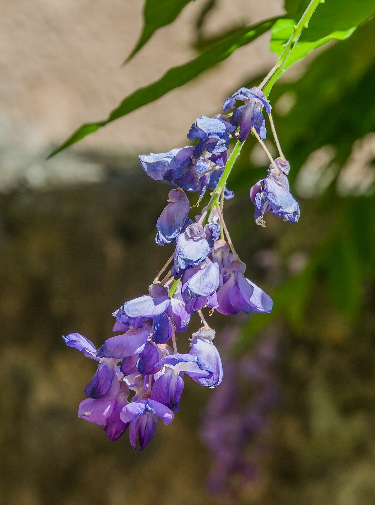 Wisteria sinensis
