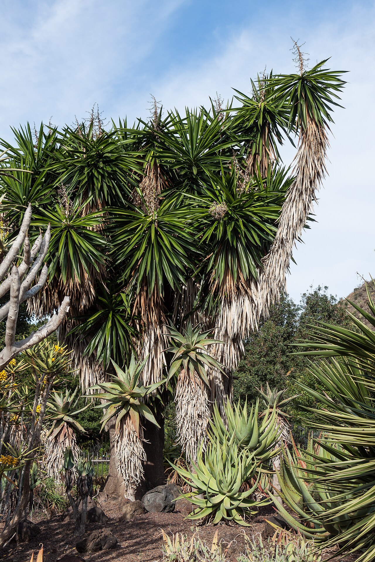 Yucca elephantipes
