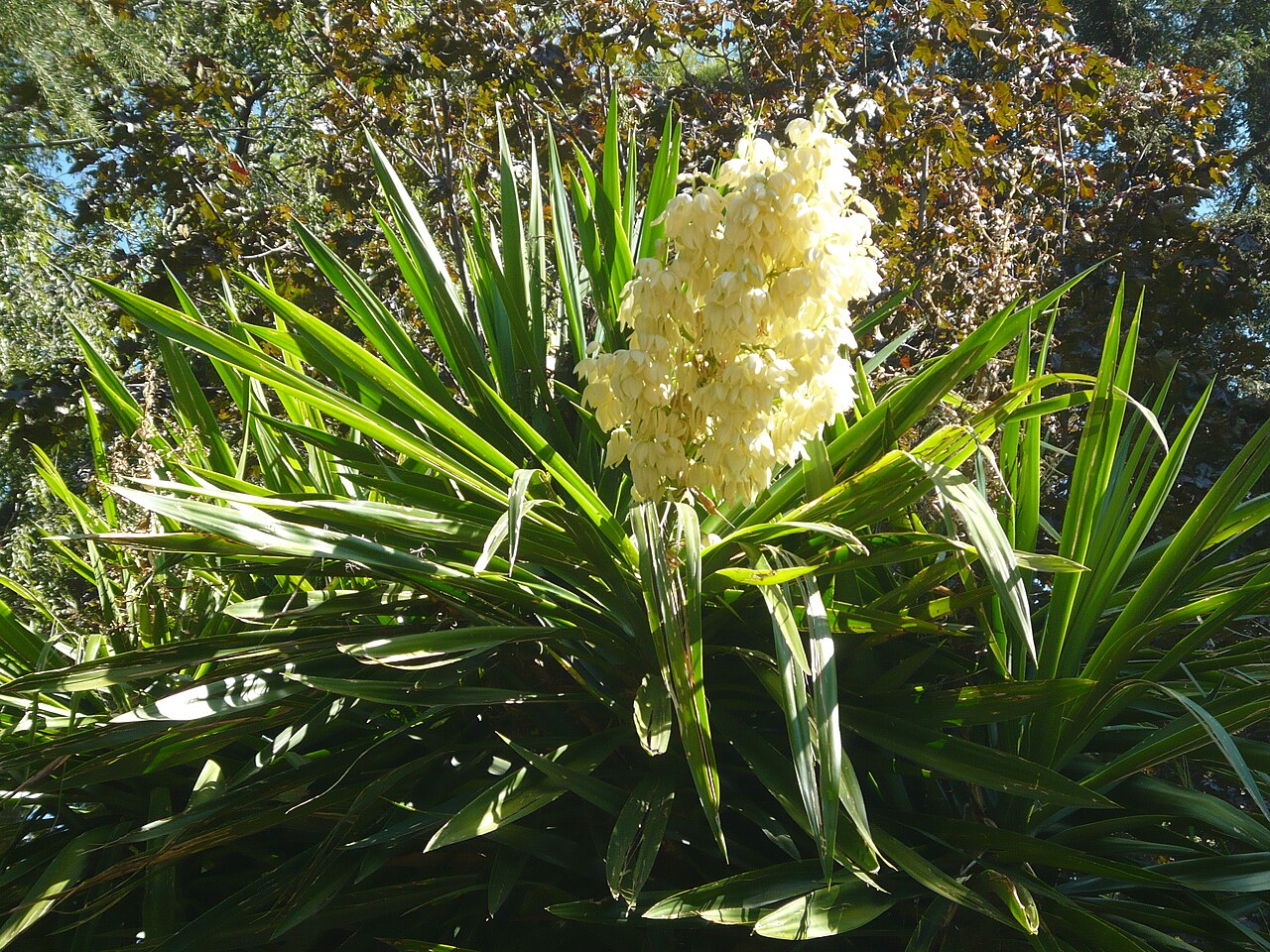 Yucca elephantipes