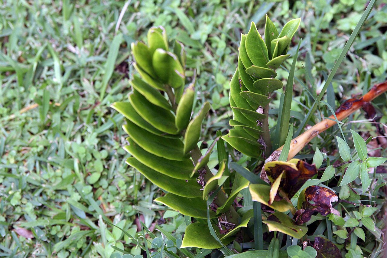 Zamioculcas zamiifolia