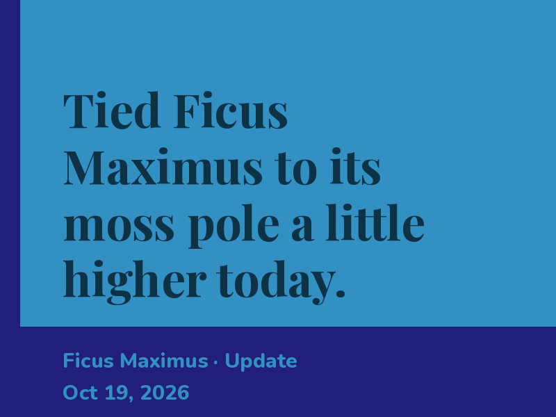 Tied Ficus Maximus to its moss pole a little higher today.