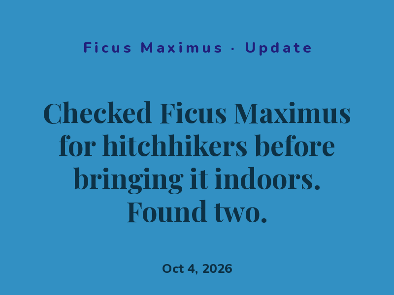 Checked Ficus Maximus for hitchhikers before bringing it indoors. Found two.