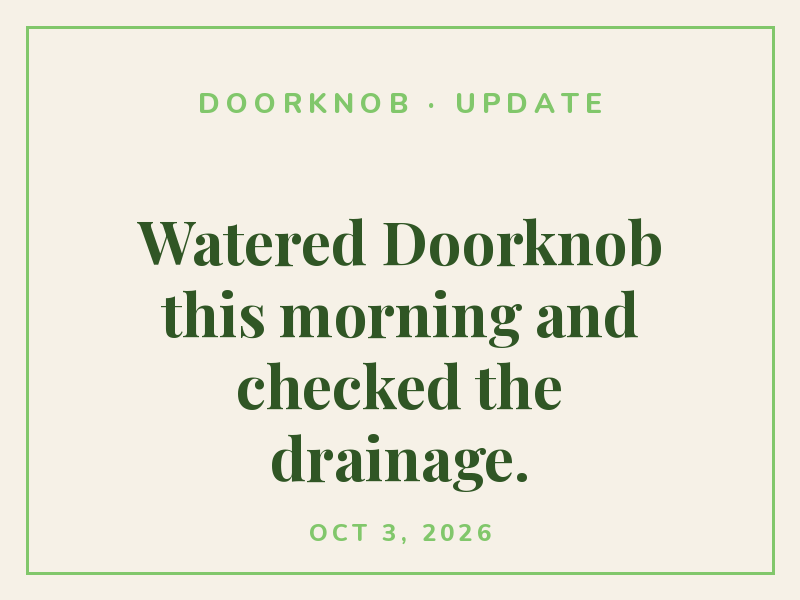 Woke up to Doorknob blooming. Best part of the week.