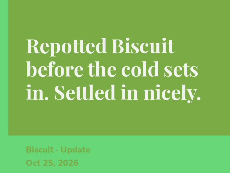 Repotted Biscuit before the cold sets in. Settled in nicely.