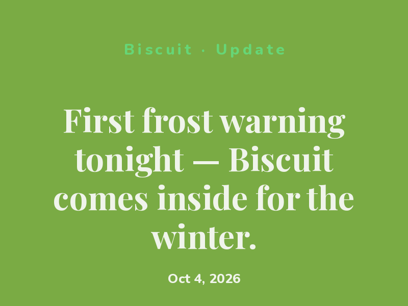 First frost warning tonight — Biscuit comes inside for the winter.