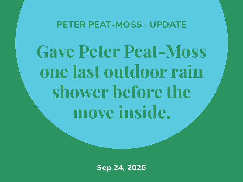 Checked Peter Peat-Moss for pests under the leaves. All clear.