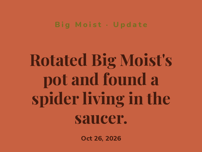 Rotated Big Moist's pot and found a spider living in the saucer.