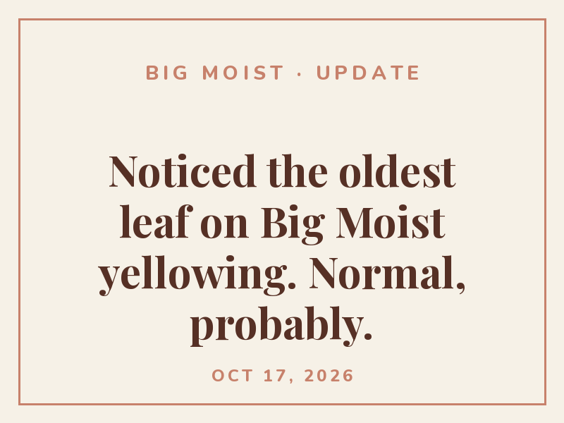 Noticed the oldest leaf on Big Moist yellowing. Normal, probably.