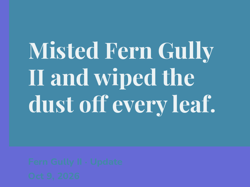 Misted Fern Gully II and wiped the dust off every leaf.
