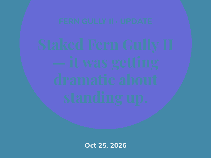 Staked Fern Gully II — it was getting dramatic about standing up.