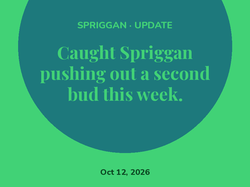 Caught Spriggan pushing out a second bud this week.