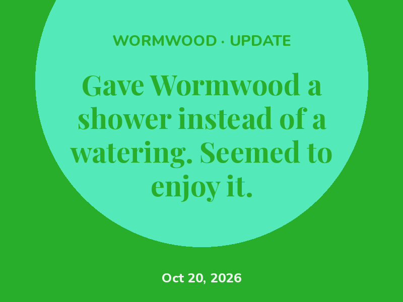 Gave Wormwood a shower instead of a watering. Seemed to enjoy it.