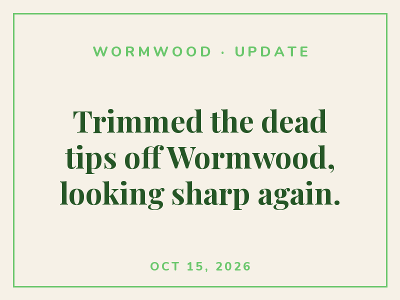 Gave Wormwood a shower instead of a watering. Seemed to enjoy it.