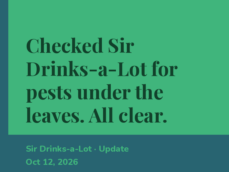 Checked Sir Drinks-a-Lot for pests under the leaves. All clear.
