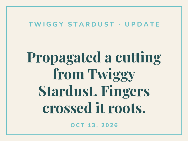 Propagated a cutting from Twiggy Stardust. Fingers crossed it roots.