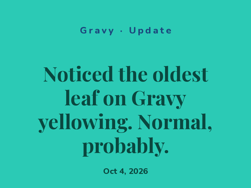 Noticed the oldest leaf on Gravy yellowing. Normal, probably.